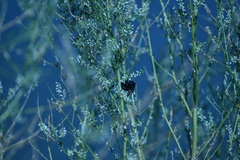 Xylocopa sonorina