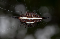 Gasteracantha