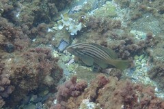Epinephelus costae