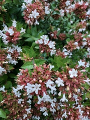 Abelia