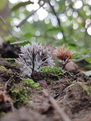 Thelephora penicillata