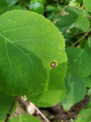 Cercospora hydrangeae