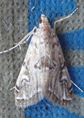 Elophila gyralis