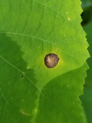Cercospora hydrangeae