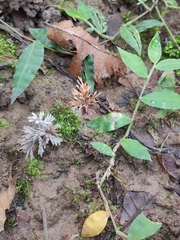 Thelephora penicillata