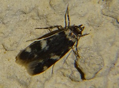 Oegoconia novimundi