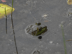 Lithobates catesbeianus