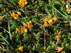 Pultenaea maritima