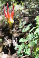 Aquilegia elegantula
