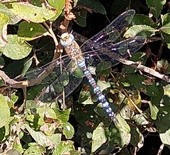 Aeshna mixta