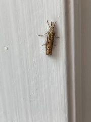 Agriphila geniculea