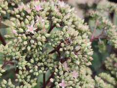 Anthidium oblongatum