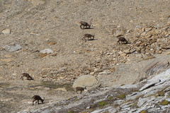 Capra ibex