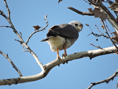Buteo plagiatus