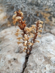 Orobanche