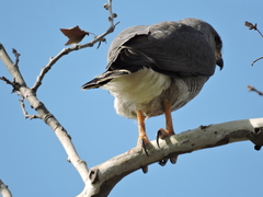 Buteo plagiatus