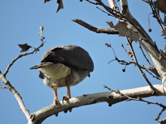 Buteo plagiatus
