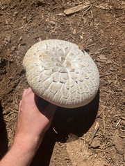 Neolentinus ponderosus