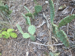 Opuntia macrorhiza