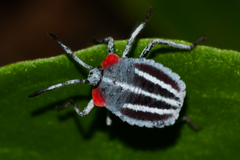 Tessaratoma papillosa