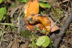 Hypomyces lactifluorum