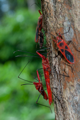 Macrocheraia grandis