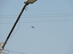 Buteo plagiatus