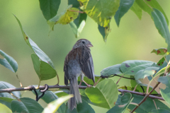 Spizella pusilla