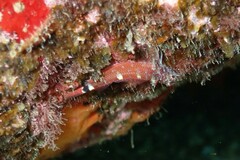 Tripterygion melanurus