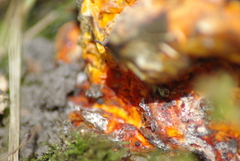 Hypomyces lactifluorum