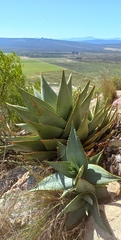 Aloe perfoliata