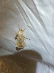 Macdunnoughia confusa