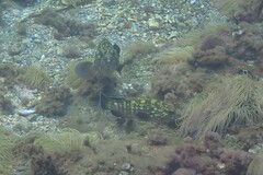 Epinephelus marginatus