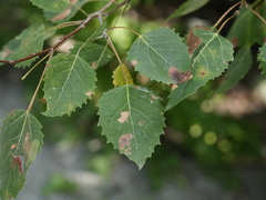 Populus grandidentata
