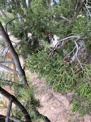 Juniperus monosperma