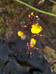 Utricularia australis