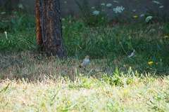 Phylloscopus bonelli