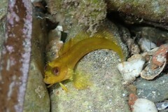 Parablennius pilicornis