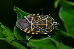 Agaeus mimus