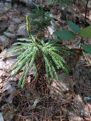 Dendrolycopodium
