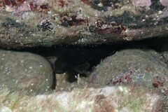 Epinephelidae