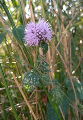 Mentha aquatica