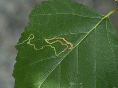 Agromyza alnibetulae