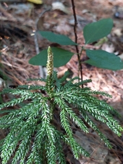 Dendrolycopodium