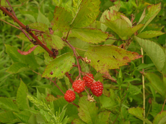 Rubus allegheniensis