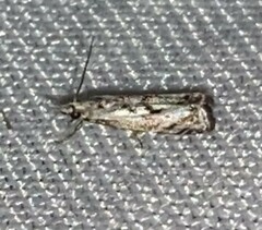 Microcrambus kimballi