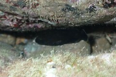 Epinephelidae