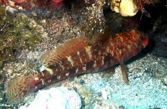 Gobius cruentatus