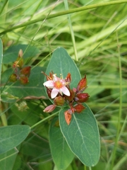 Hypericum virginicum