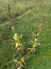 Veratrum